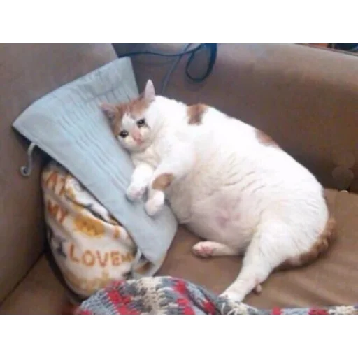 small to medium-sized cats animal felidae