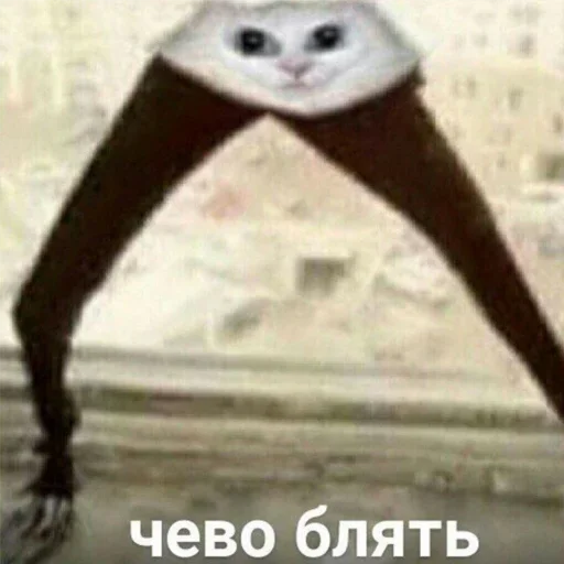 text small to medium-sized cats cat