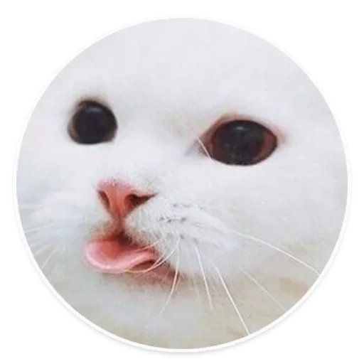 animal mammal whiskers