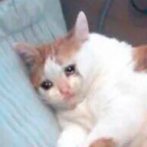 млекопитающее животное кошка