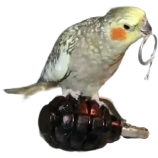 Sticker Дурдом на выезде - 6