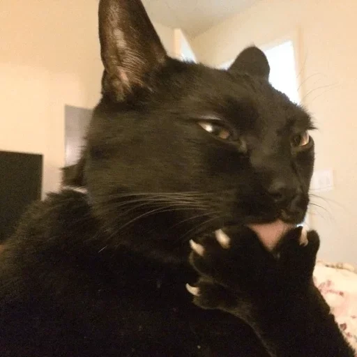 животное млекопитающее чёрная кошка