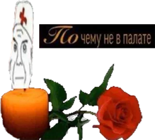 апельсин цветок роза