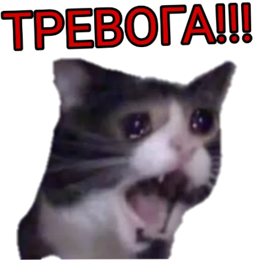 animal mammal small to medium-sized cats