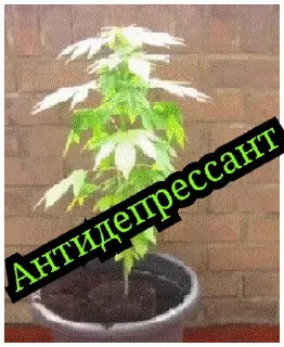 Стикер Движения ТДК - 11