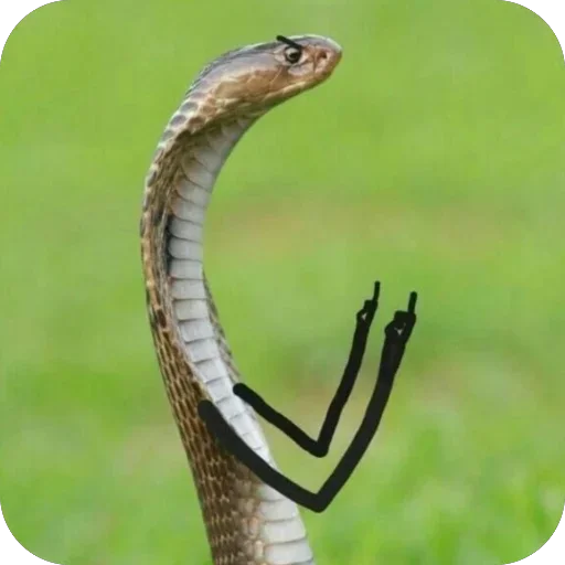 Sticker DwgDyYn_by_achestickbot - 1