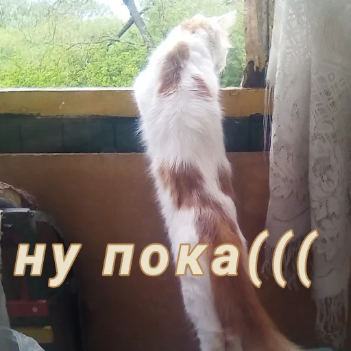 Стикер Дуська💛 - 11