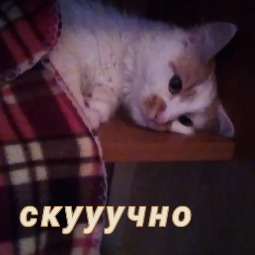 Стикер Дуська💛 - 8