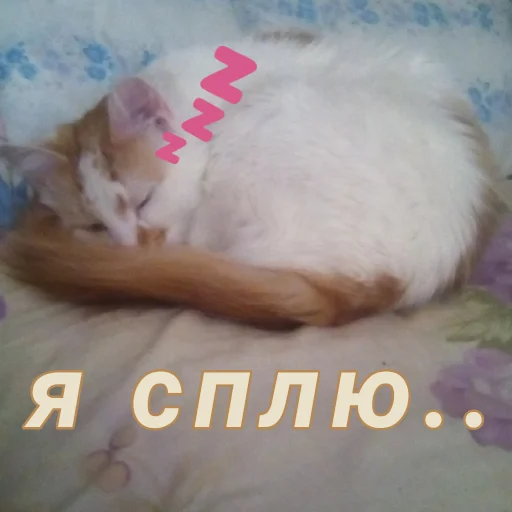 Стикер Дуська💛 - 6