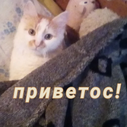 Стикер Дуська💛 - 5