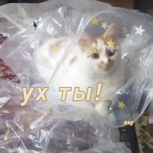 Стикер Дуська💛 - 4