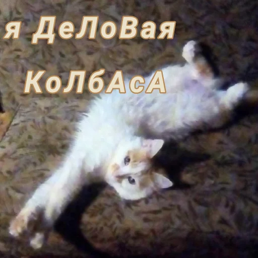 Стикер Дуська💛 - 3