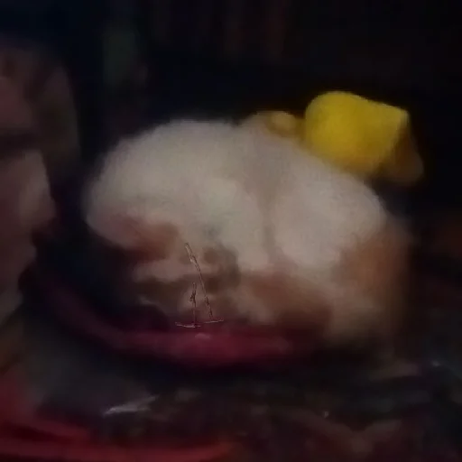 Стикер Дуська💛 - 0