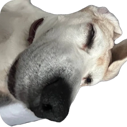 Sticker Dzhuli32 - 1