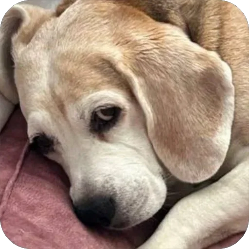 Sticker Dzhuli32 - 1