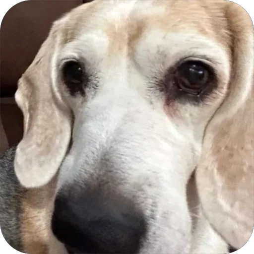 Sticker Dzhuli32 - 1