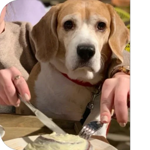 Sticker Dzhuli32 - 1