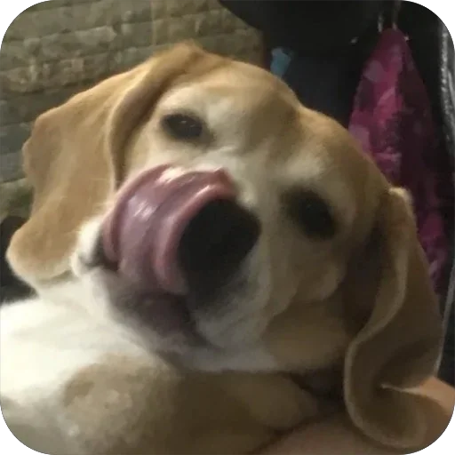 Sticker Dzhuli32 - 1