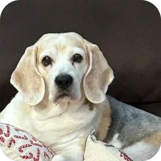 Sticker Dzhuli32 - 1