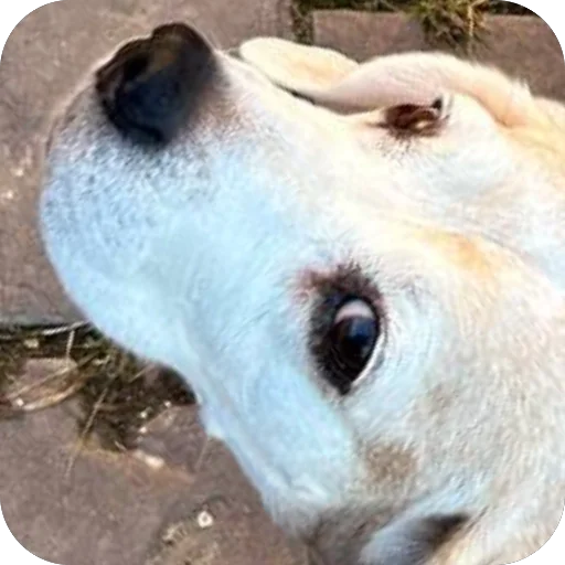 Sticker Dzhuli32 - 1