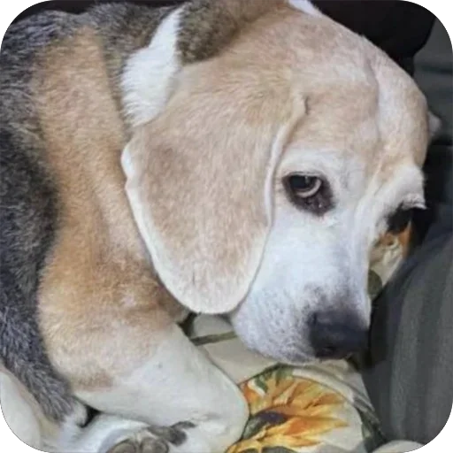 Sticker Dzhuli32 - 1