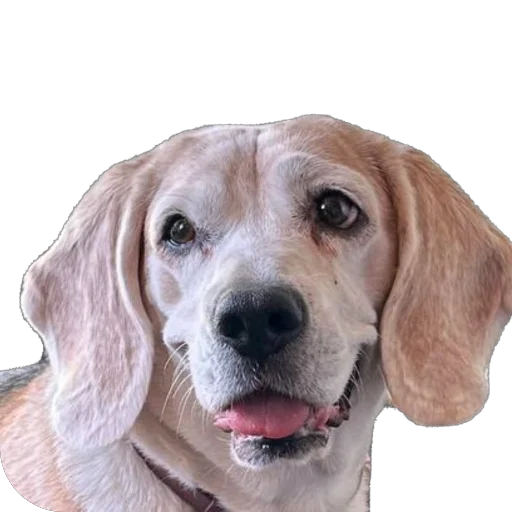 Sticker Dzhuli32 - 1