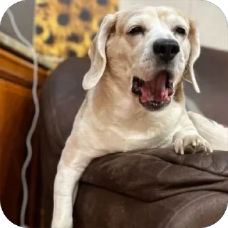 Sticker Джули - 7