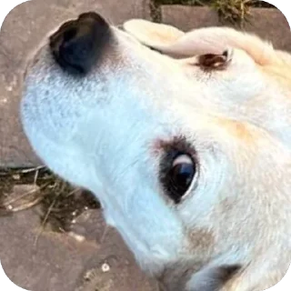 Sticker Джули - 3