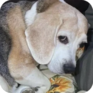 Sticker Джули - 2