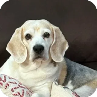 Sticker Джули - 4