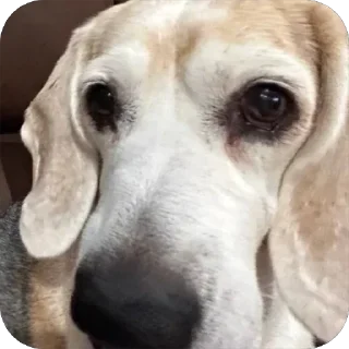 Sticker Джули - 8