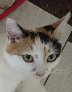 Стикер Му Блять - 7