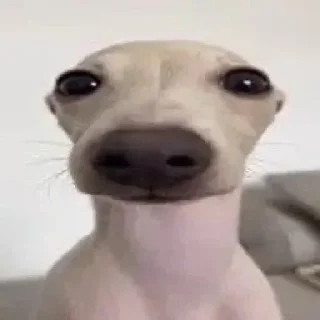 Стикер Му Блять - 6