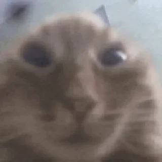 Стикер Му Блять - 2