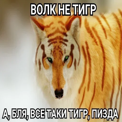 Создай свои стикеры - @sozdsti_bot - 