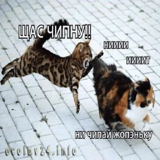 Sticker Поймай ЭкоУдачу - 7