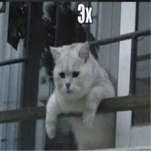 Sticker EDCuUGNI_by_stickers_stealer_bot - 1