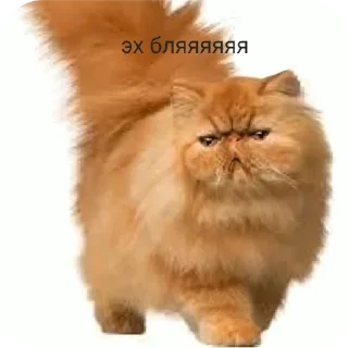 животное млекопитающее кошка