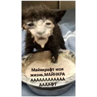 Sticker Эх Богдан, Богдан,боооогдан богом дан - 5