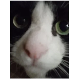 Sticker Эх Богдан, Богдан,боооогдан богом дан - 7