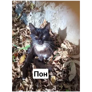 Sticker Эх Богдан, Богдан,боооогдан богом дан - 2