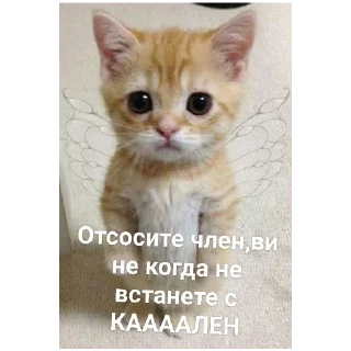 Sticker Эх Богдан, Богдан,боооогдан богом дан - 3