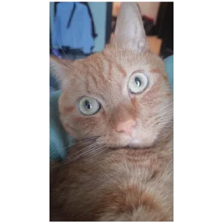 Sticker Эх Богдан, Богдан,боооогдан богом дан - 1