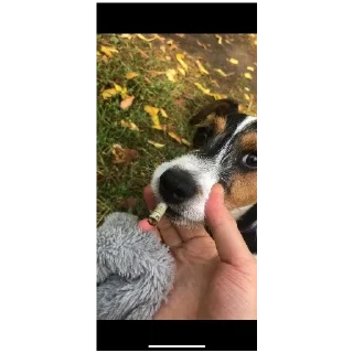 Sticker Эх Богдан, Богдан,боооогдан богом дан - 4