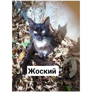 Sticker Эх Богдан, Богдан,боооогдан богом дан - 8