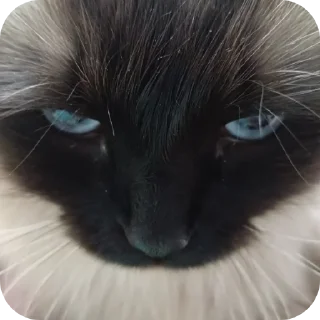 Sticker Это пзд - 5