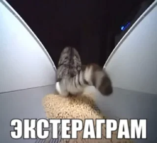 Sticker ЭКСТЕРАГРАМ • @exteraGram - 6