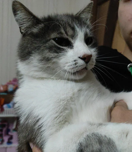 Sticker EKEHKVELQW_by_moyi_stikery_bot - 1