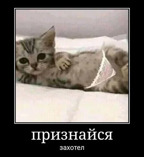 Стикер EKPHCzA_by_achestickbot - 1