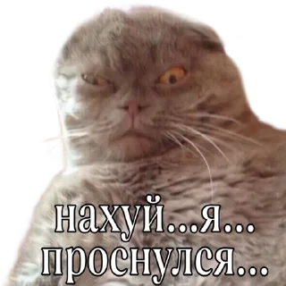 Sticker Sonya Erikson Shit Photos - 0